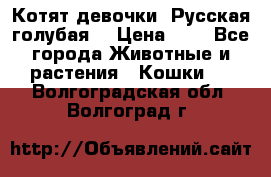 Котят девочки “Русская голубая“ › Цена ­ 0 - Все города Животные и растения » Кошки   . Волгоградская обл.,Волгоград г.